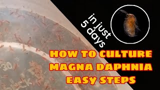 How to Culture Magna Daphnia Easily [upl. by Cirdet]