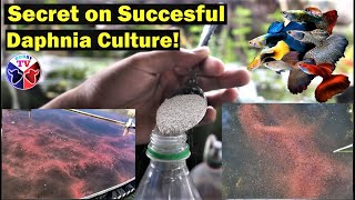 How to Culture Daphnia Successfully [upl. by Jesus]