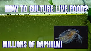 How to Culture Daphnia Secret Method to Breed MILLIONS  Simply Aquatic [upl. by Ainel791]