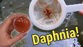 How I Culture Daphnia In Outdoor Tubs [upl. by Annaeiluj852]