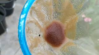 How to culture daphnia moina in a small container Part 1 English Subtitle [upl. by Gelb842]