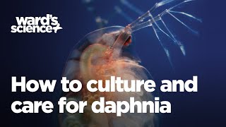 How to Culture and Care for Daphnia [upl. by Acceb]