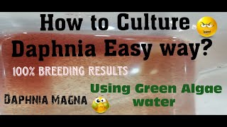 Daphnia MagnaHow to Culture Daphnia Easy wayCulturing Daphnia using Green water Daphnia [upl. by Ahsital]