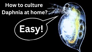 BEST Live Fish Food Beginner guide How to Culture Daphnia at home [upl. by Feingold]