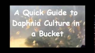 How to culture daphnia outside [upl. by Stedmann997]