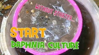 How to culture daphnia moina the easy way 1  Starting the Daphnia culture [upl. by Ailev]