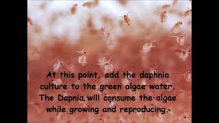 Daphnia  How to grow daphnia in your home [upl. by Ainnek]