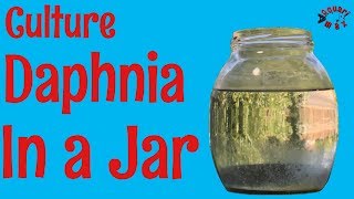 How to Culture Daphnia in a Jar [upl. by Odlonra596]