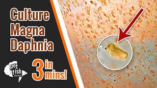 How to culture DAPHNIA MAGNA  The easy way [upl. by Anzovin541]