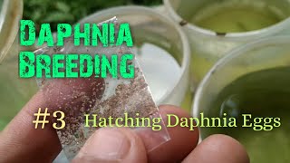 Daphnia Culture made simple and easy 3  Hatching Daphnia eggs [upl. by Stoneman21]