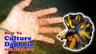 How to Culture Daphnia with ZERO Cost  Unlimited Live Food For Our Fish [upl. by Katsuyama621]