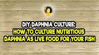 DIY Daphnia Culture How to Culture Nutritious Daphnia as Live Food for Your Fish [upl. by Ibbob]