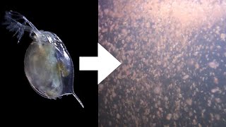 How I Culture Daphnia [upl. by Aneleh]