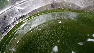 DAPHNIA MOINA CULTURE IN A SMALL BUCKET [upl. by Eniamret]