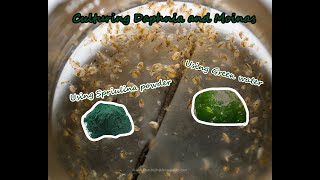 How To Culture Daphnia and Moinas using Green Water Spirulina powder [upl. by Criswell]