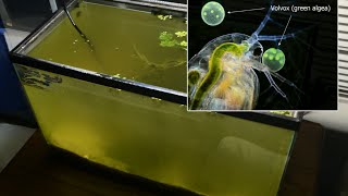 Raising Daphnia for the Freshwater Aquarium [upl. by Nuarb]