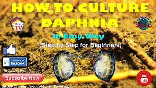 HOW TO CULTURE DAPHNIA In Easy Way [upl. by Enitsrik]